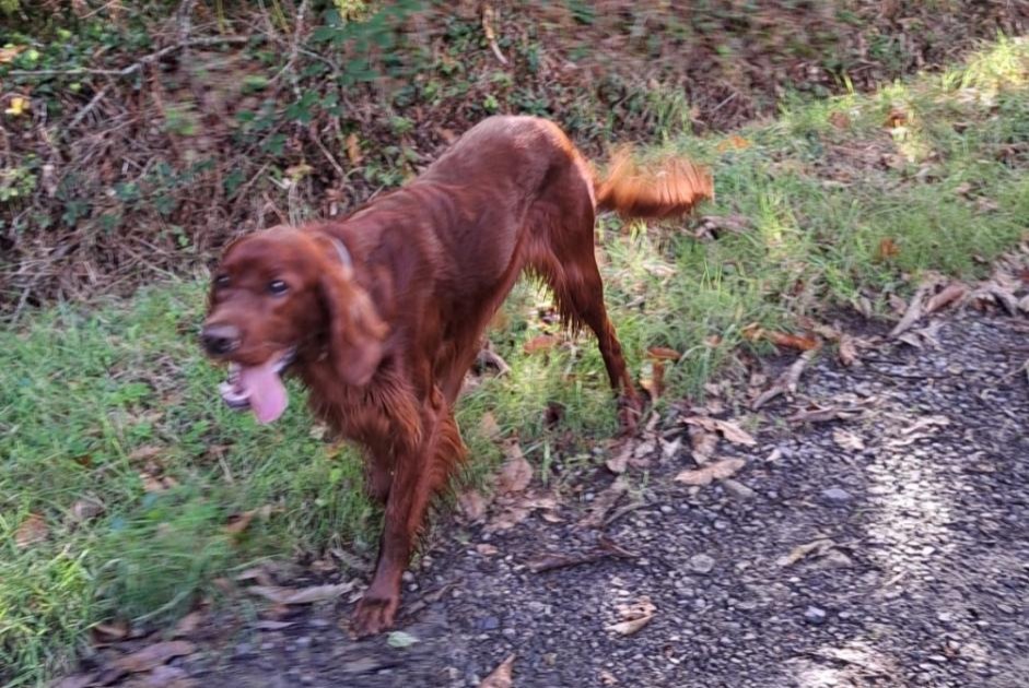 Fundmeldung Hund  Männliche Saint-Germain-sur-Ay Frankreich