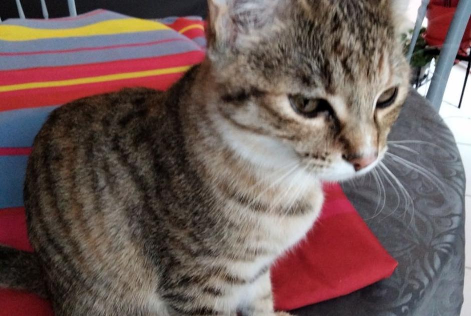 Vermisstmeldung Katze rassenmischung Weiblich , 1 jahre Créon Frankreich