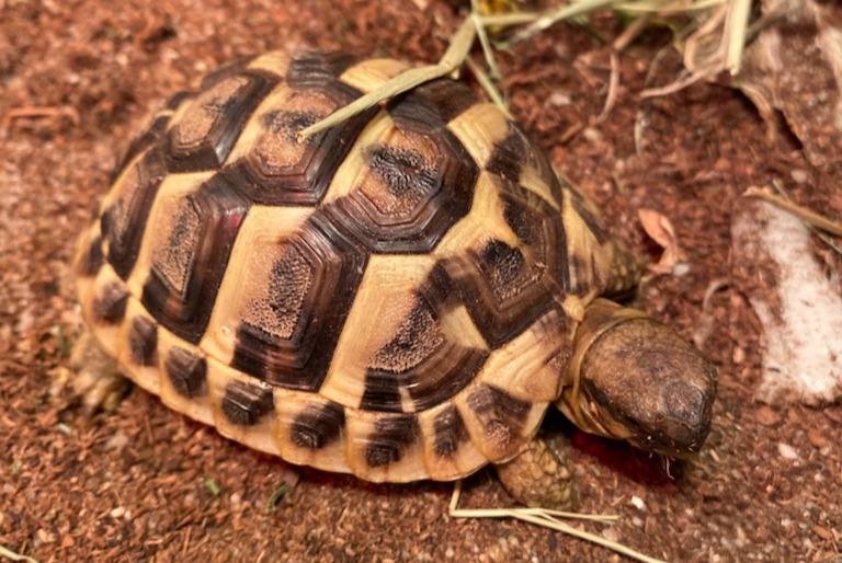 Vermisstmeldung Schildkröte Weiblich , 2024 jahre Frouzins Frankreich