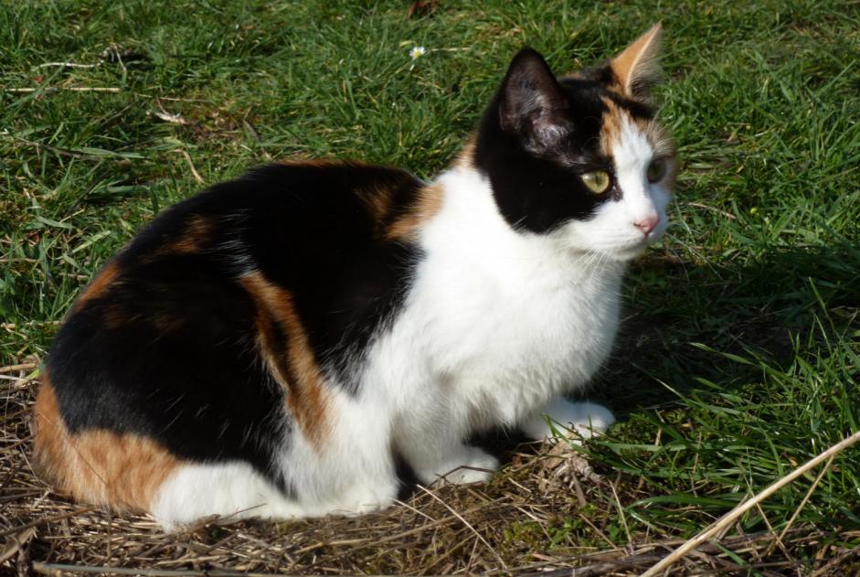 Disappearance alert Cat Female , 9 years Compiègne France