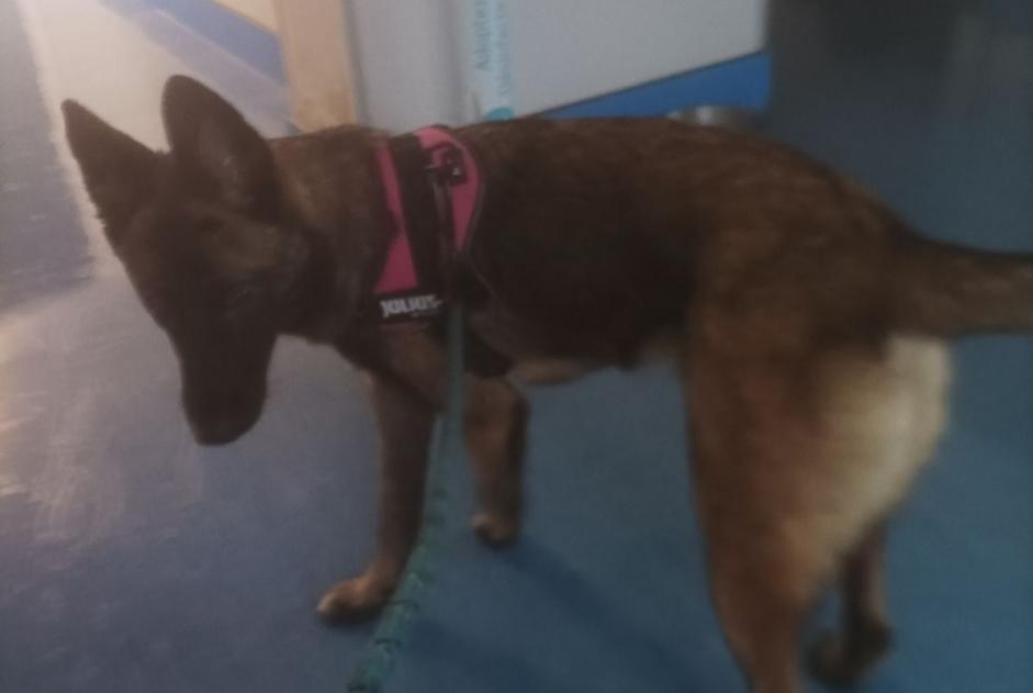 Discovery alert Dog Female Poitiers France