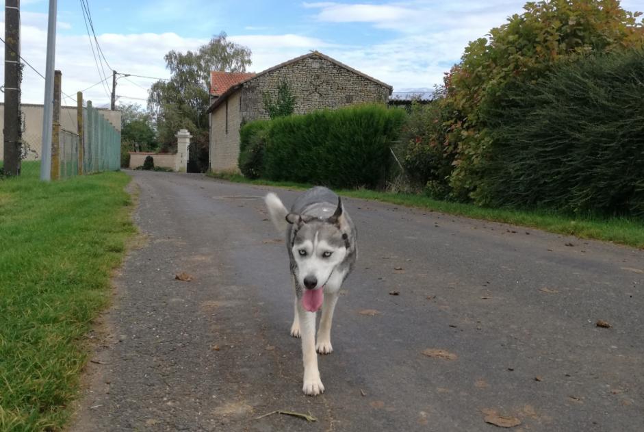 Discovery alert Dog miscegenation Unknown Sammarçolles France