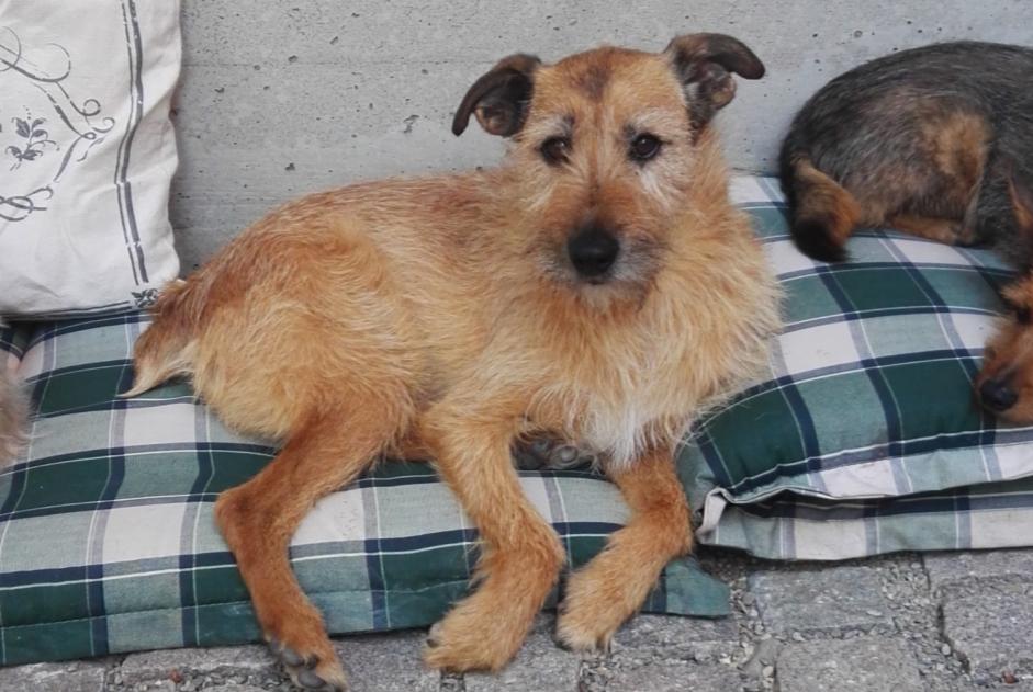 Alerta de Desaparición Perro cruce Macho , 14 años Kunheim Francia