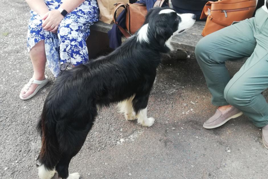 Alerta de Hallazgo Perro  Macho Pays-de-Belvès Francia