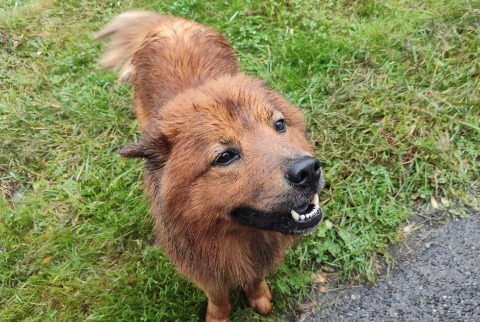 Alerta de Hallazgo Perro Macho Saint-Gaudens Francia