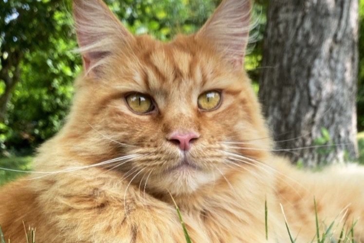 Alerte Disparition Chat  Mâle , 4 ans La Frette-sur-Seine France