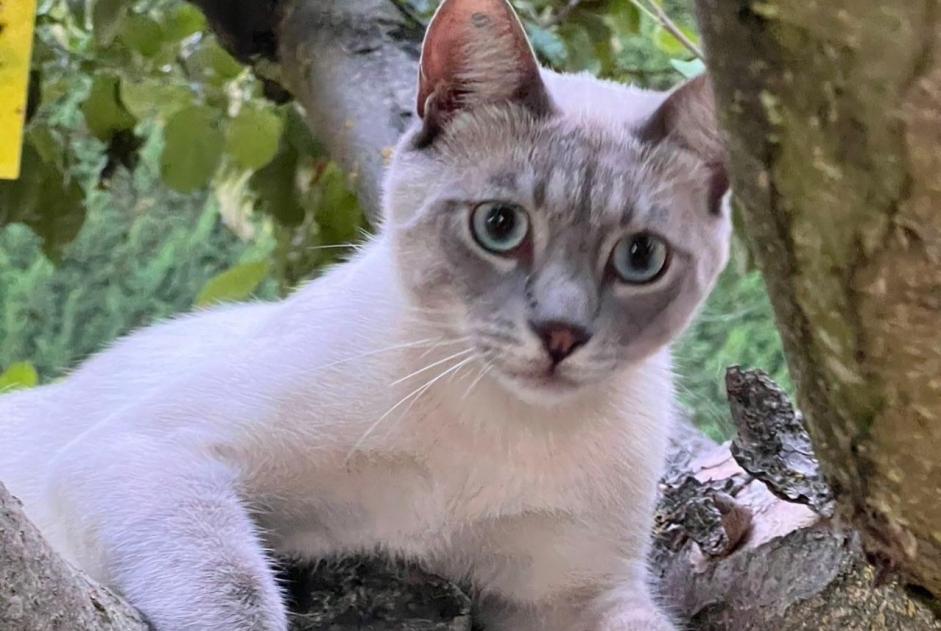 Alerte Disparition Chat  Mâle , 1 ans Pertuis France