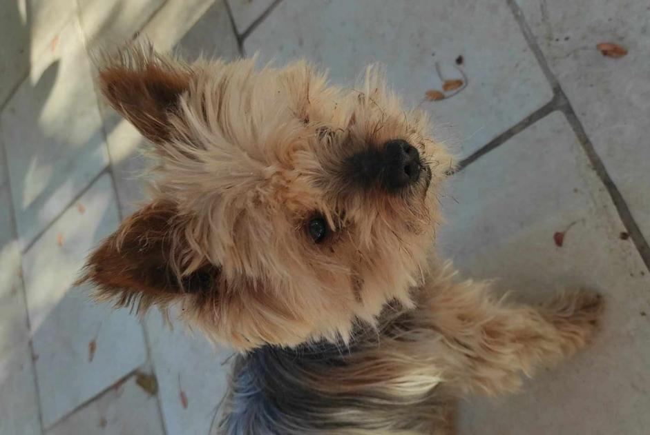 Alerte Disparition Chien  Mâle , 15 ans La Roque-sur-Pernes France