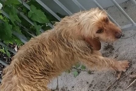 Avviso Ritrovamento Cane  Femmina Saint-Sauveur-Villages Francia