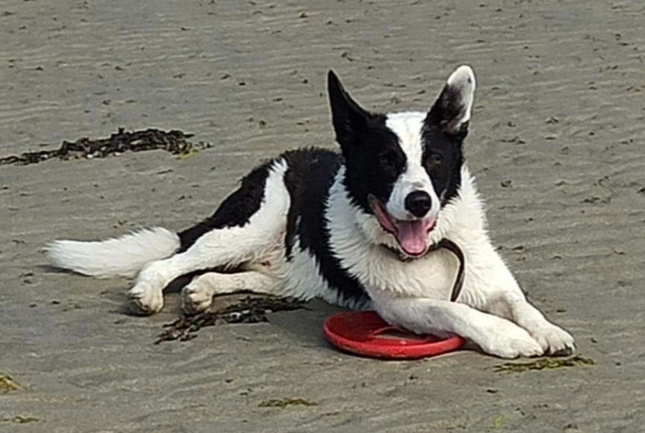 Verdwijningsalarm Hond rassenvermenging Mannetje , 11 jaar Moncy Frankrijk