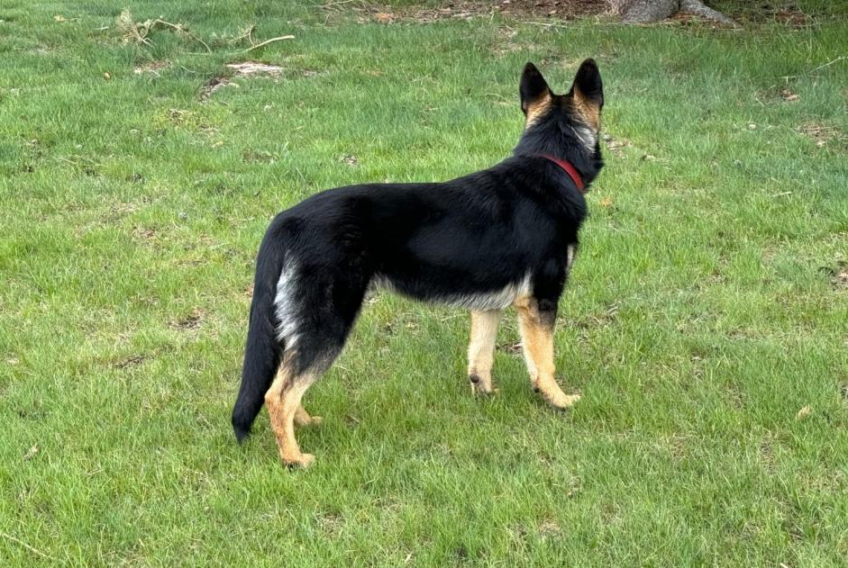 Alerta desaparecimento Cão  Macho , 1 anos Cepet France