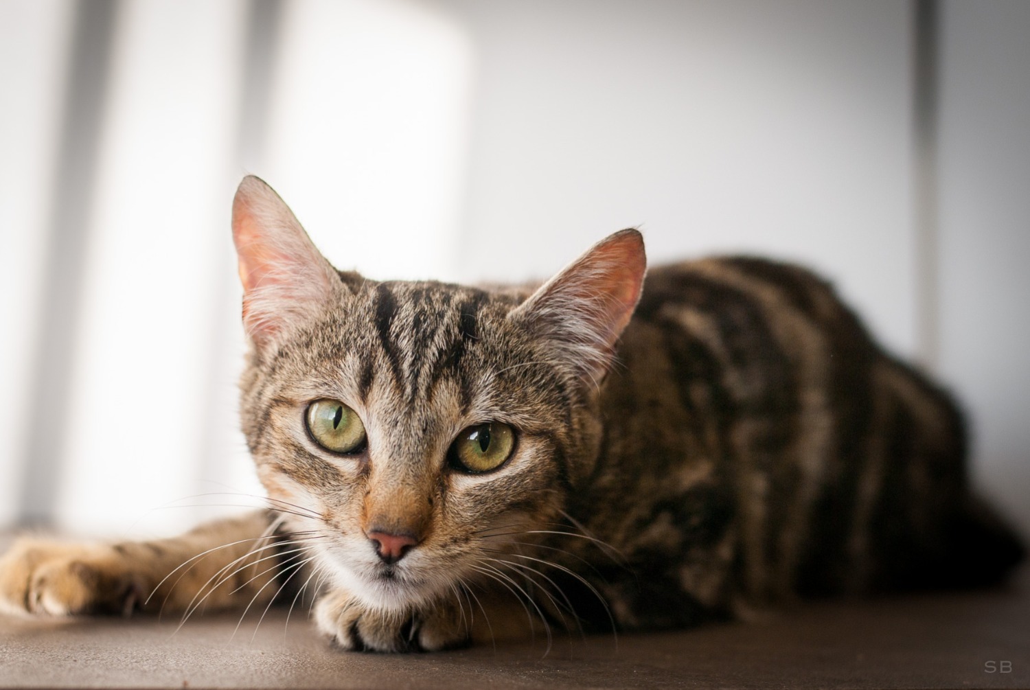 Alerta desaparecimento Gato  Fêmea , 2 anos Saint-Egrève France